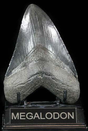 Nice, Fossil Megalodon Tooth - Georgia #56348